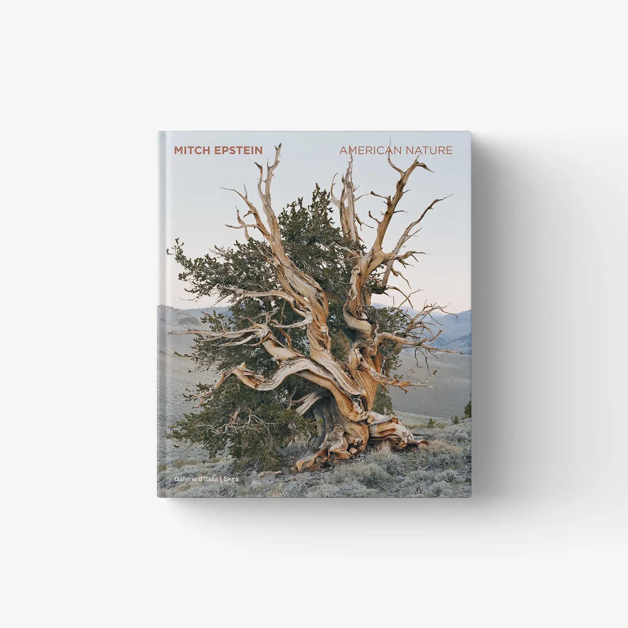 Hardcover photo book cover with twisting tree branches in nature illustration