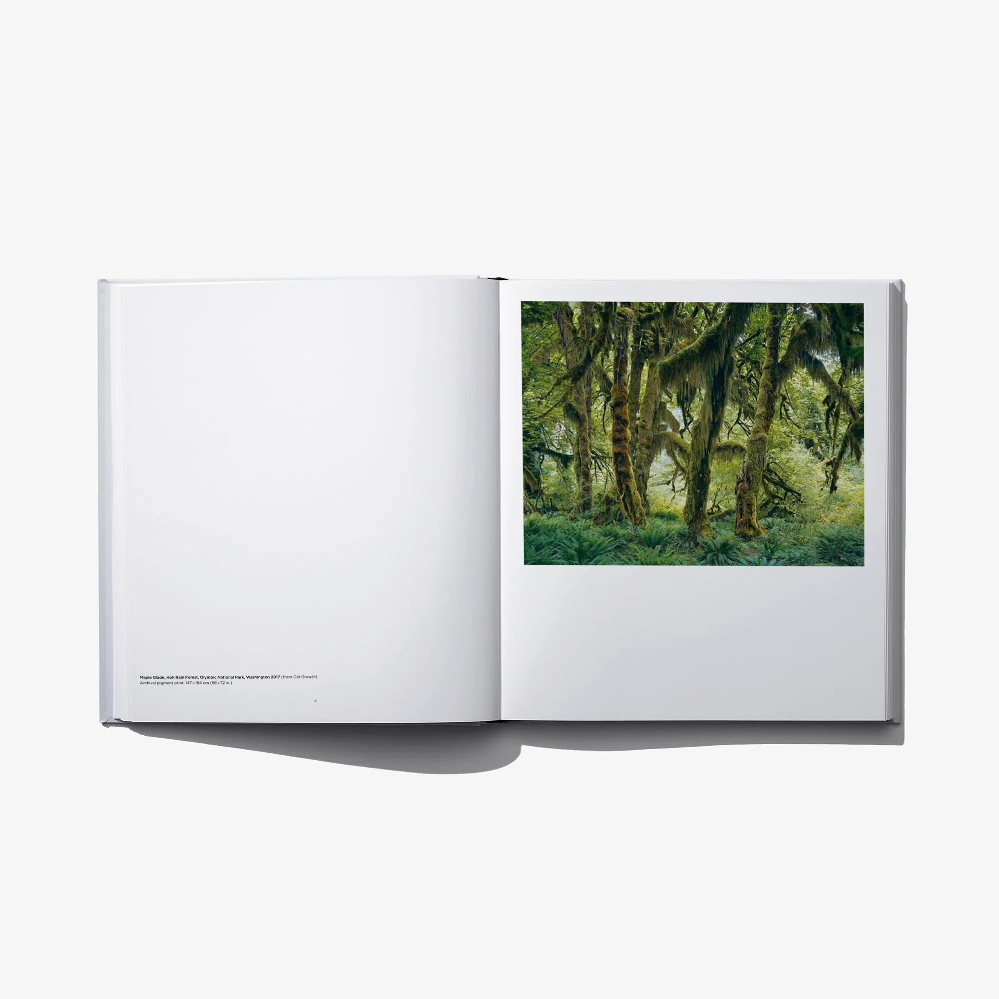 Open hardcover photo book with green forest photo on the right page